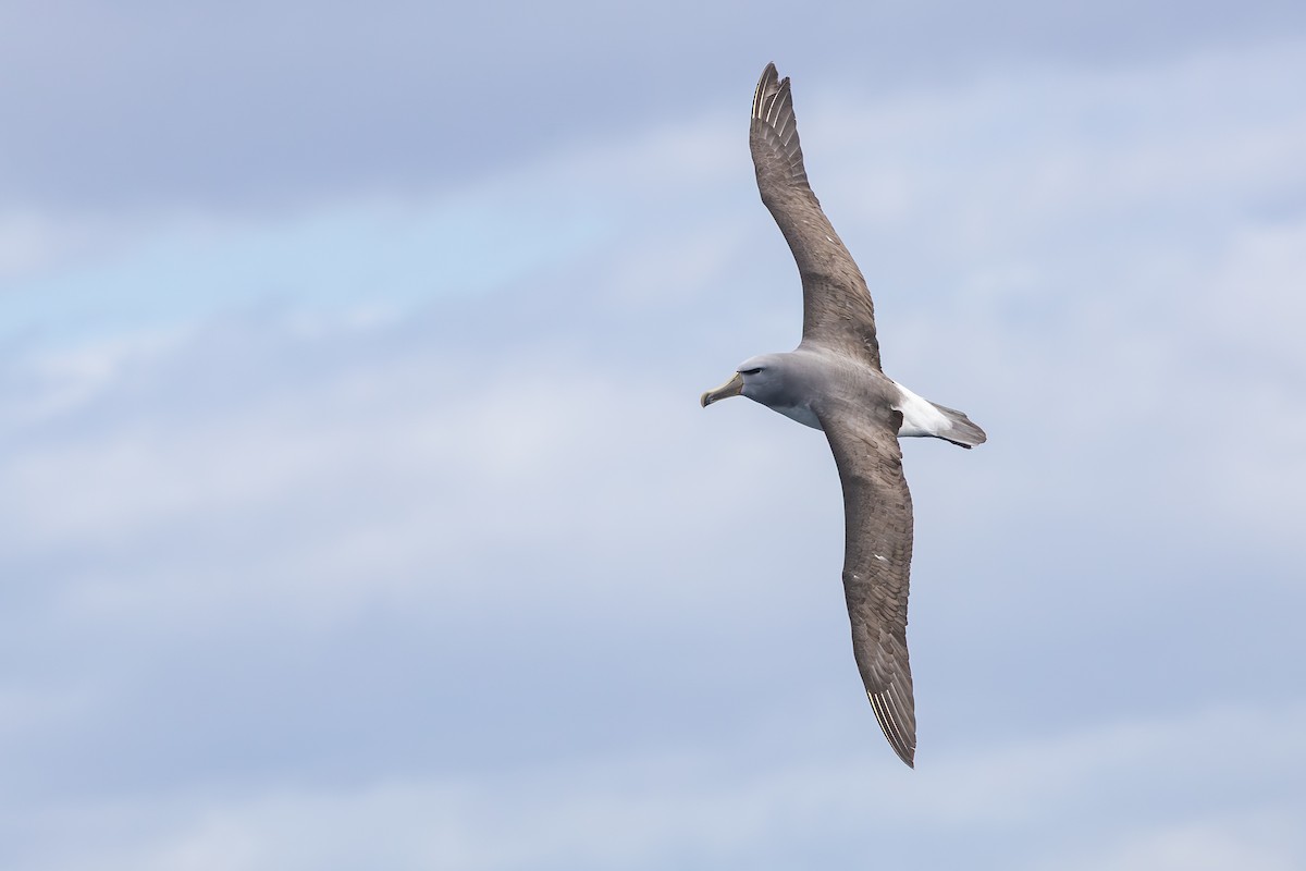 サルビンアホウドリ - ML646891921