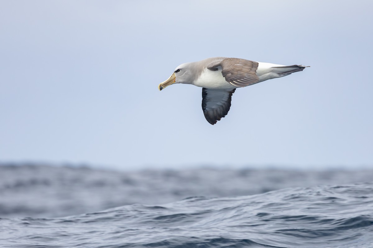 サルビンアホウドリ - ML646891922