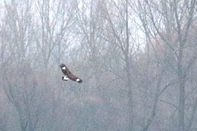 Golden Eagle - ML646891927