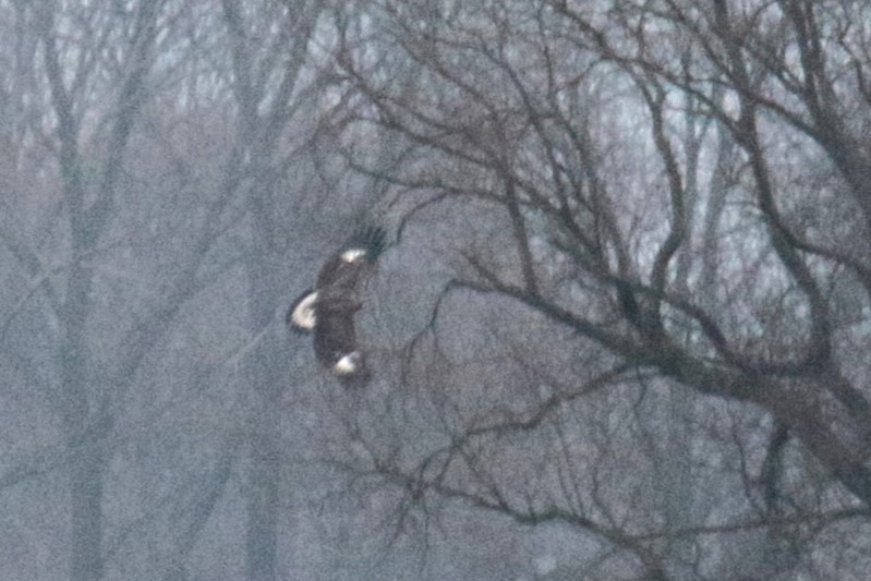 Golden Eagle - ML646891928