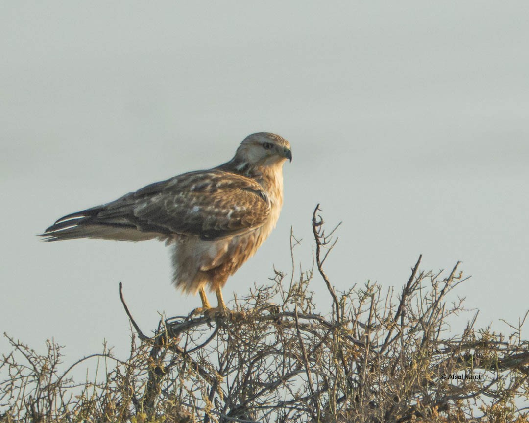 Long-legged Buzzard - ML646891931