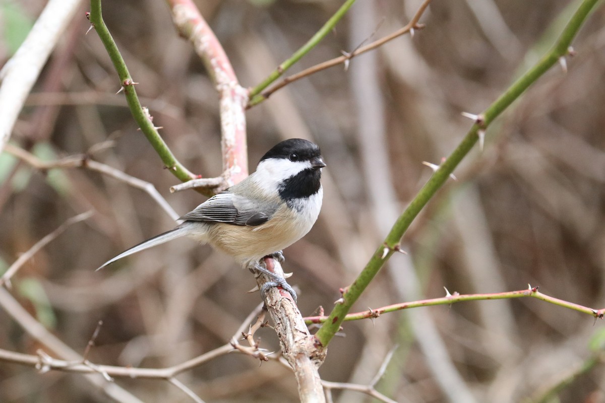 Black-capped Chickadee - ML646891932