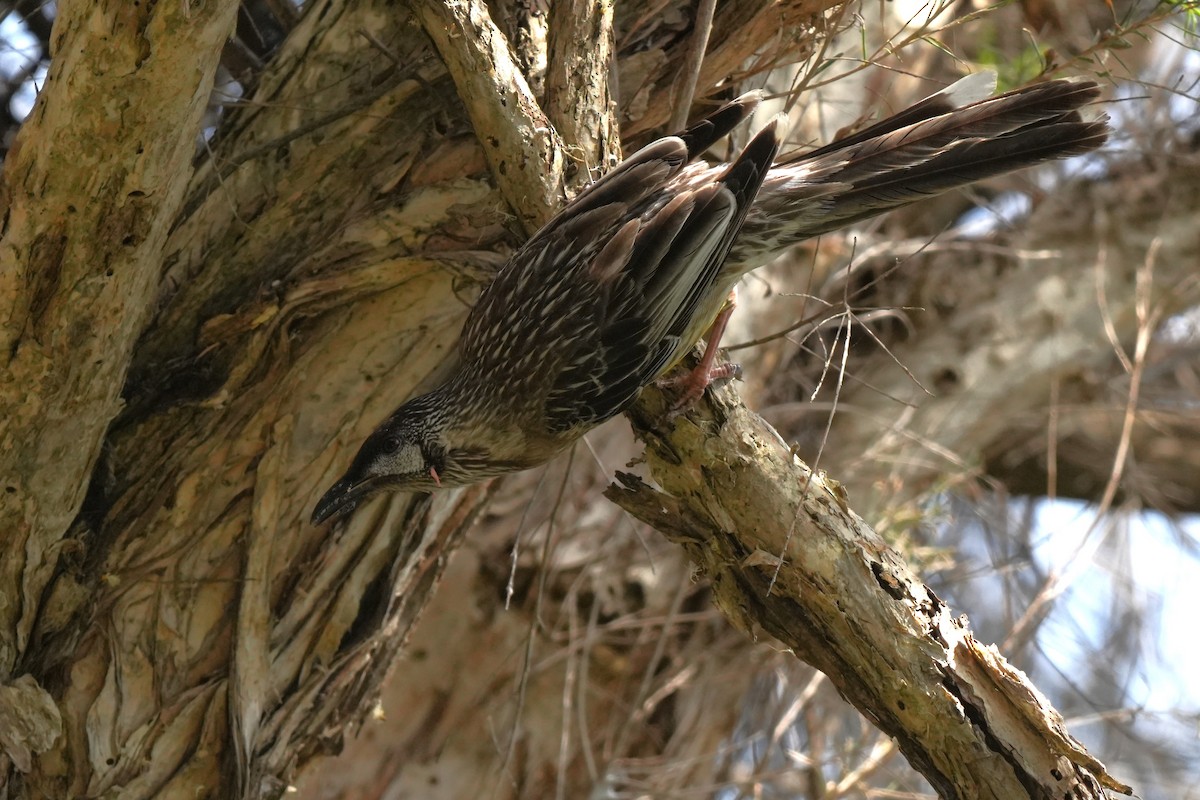 Red Wattlebird - ML646891936