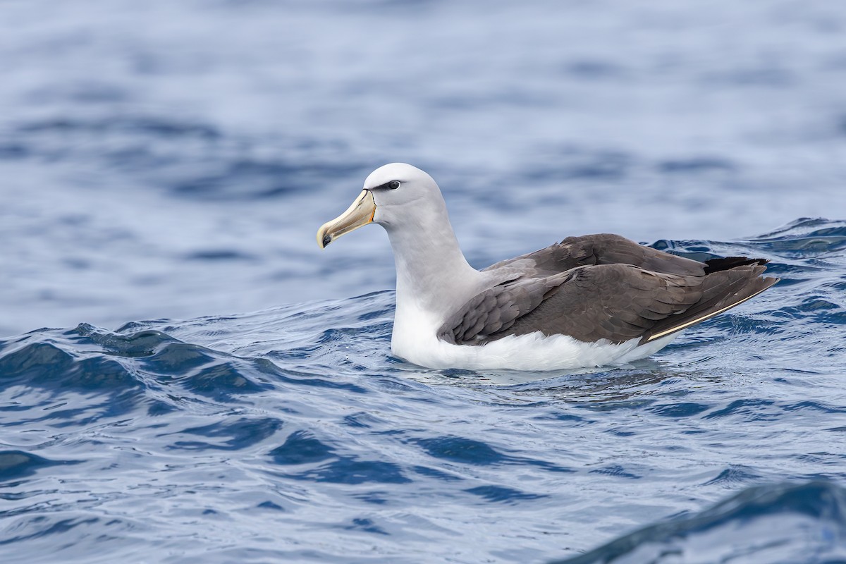 サルビンアホウドリ - ML646891937