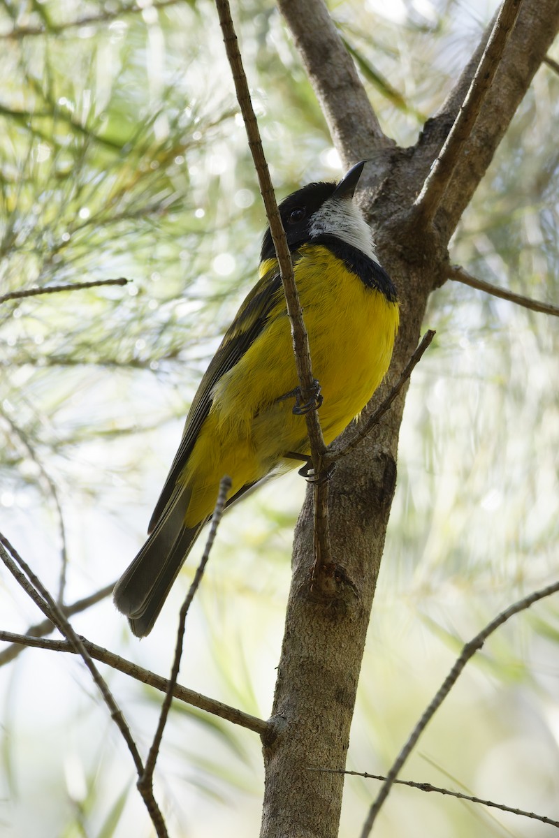 Golden Whistler - ML646891941