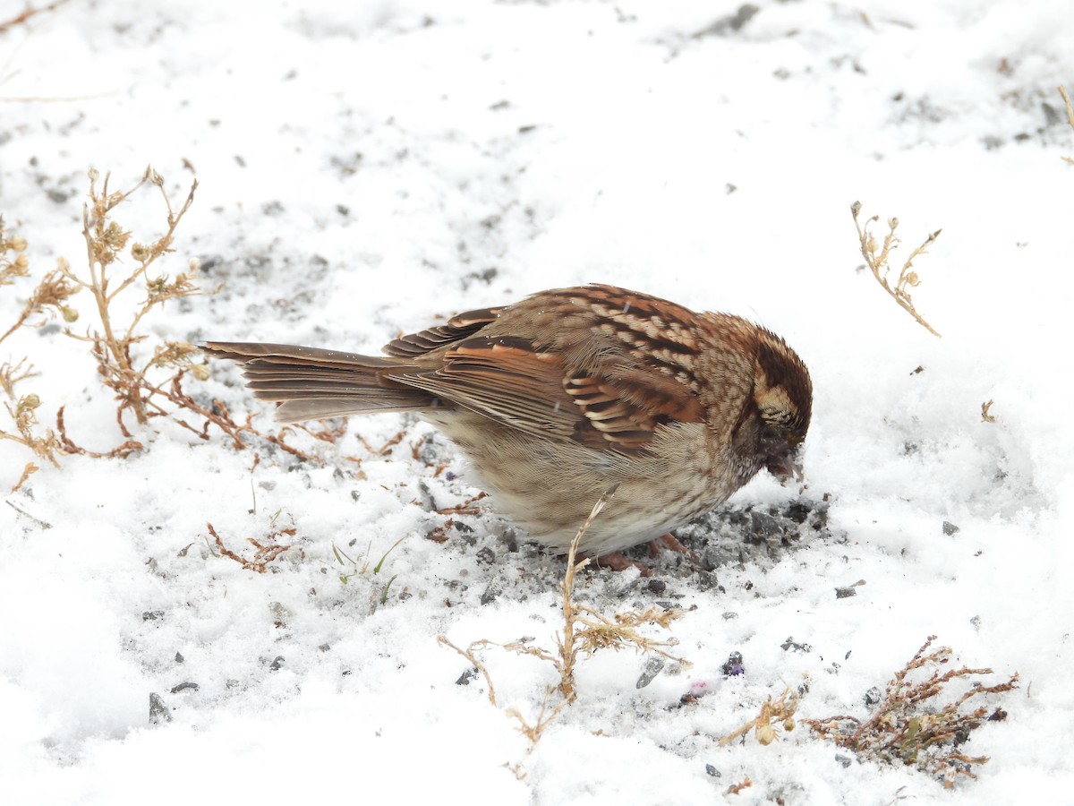 Бруант білогорлий - ML646891942