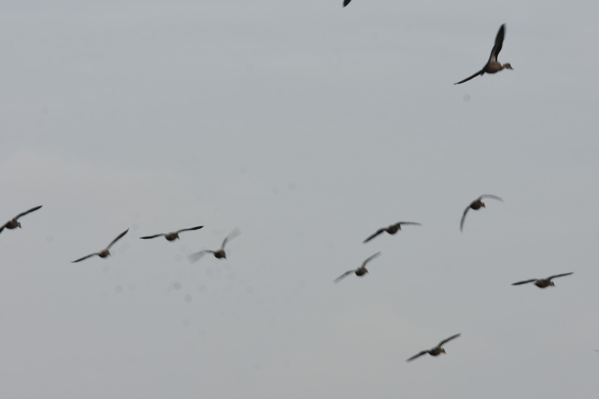 Gray Teal - ML646891946