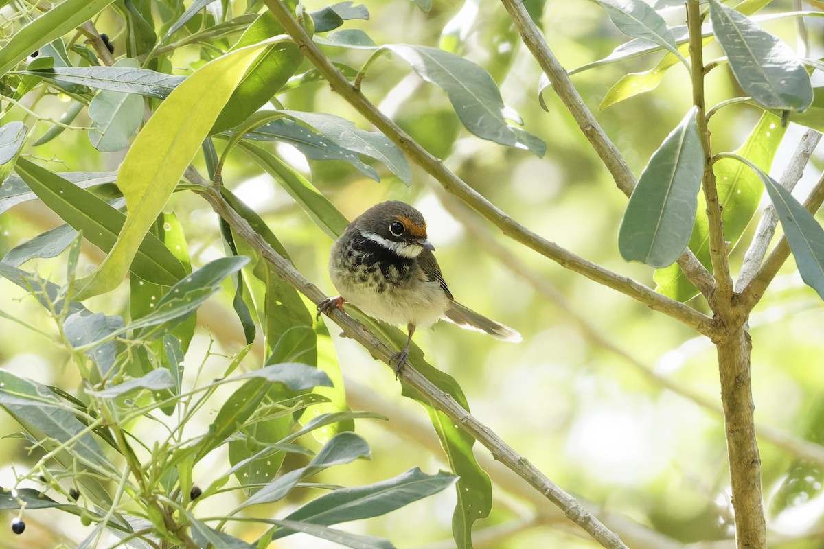 Australian Rufous Fantail - ML646891947