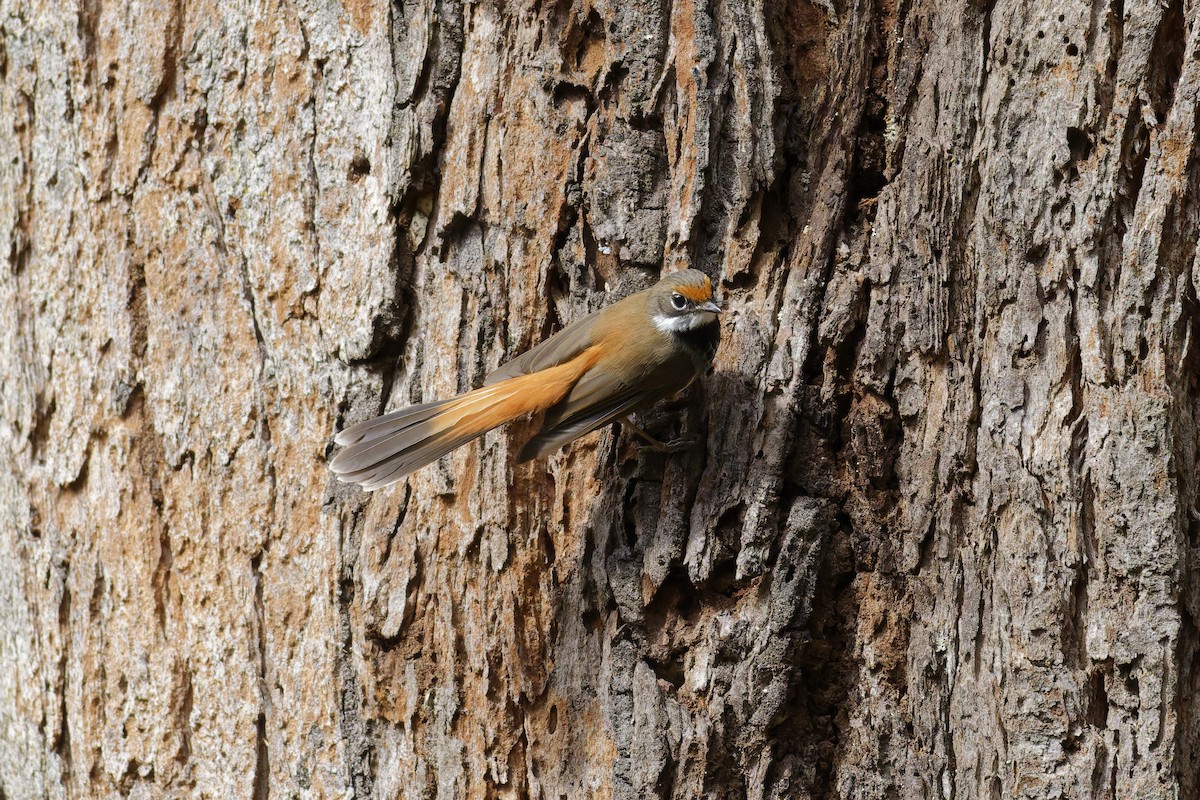 Australian Rufous Fantail - ML646891949