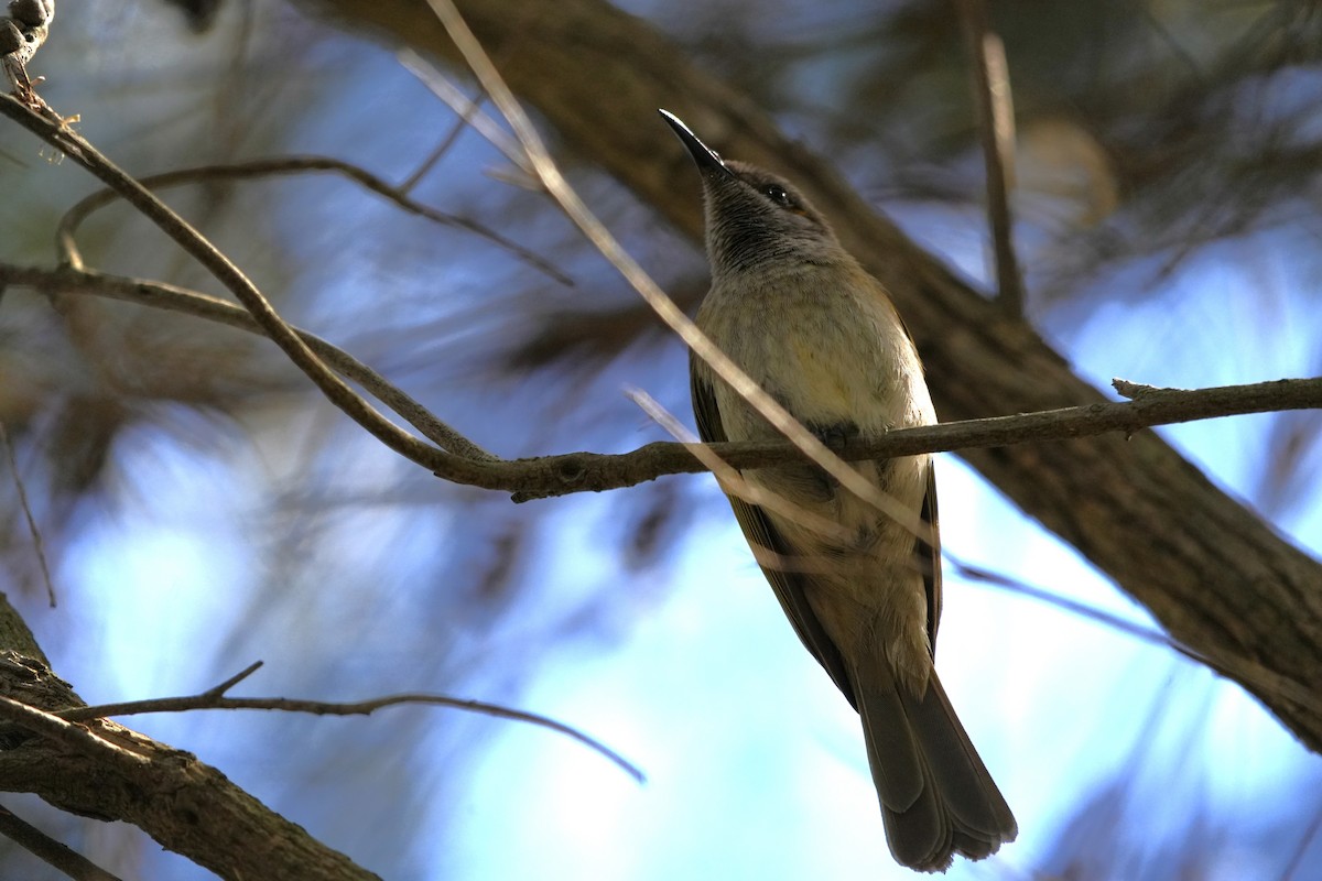 Brown Honeyeater - ML646891951