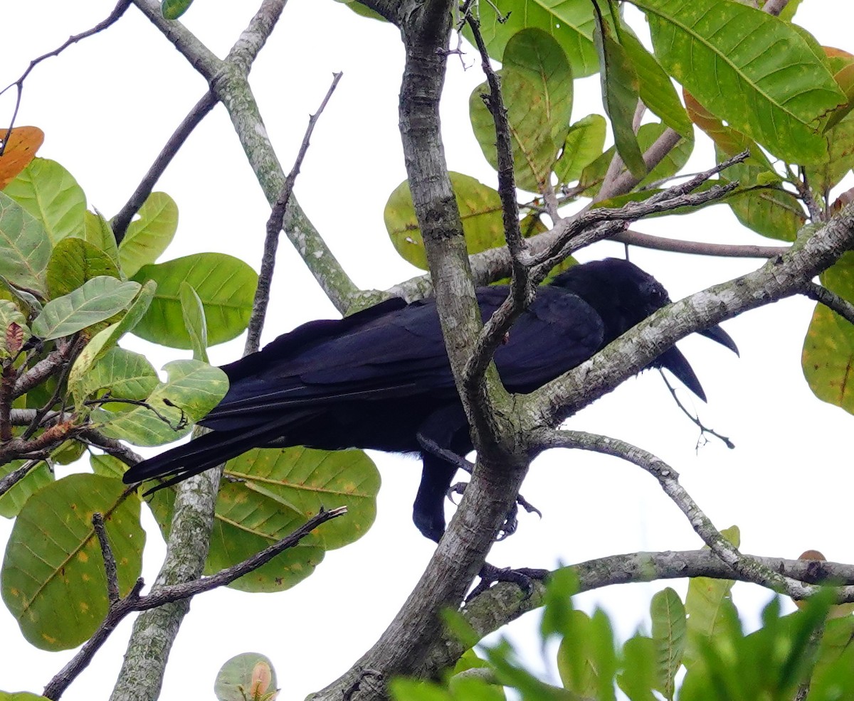 Large-billed Crow - ML646891954