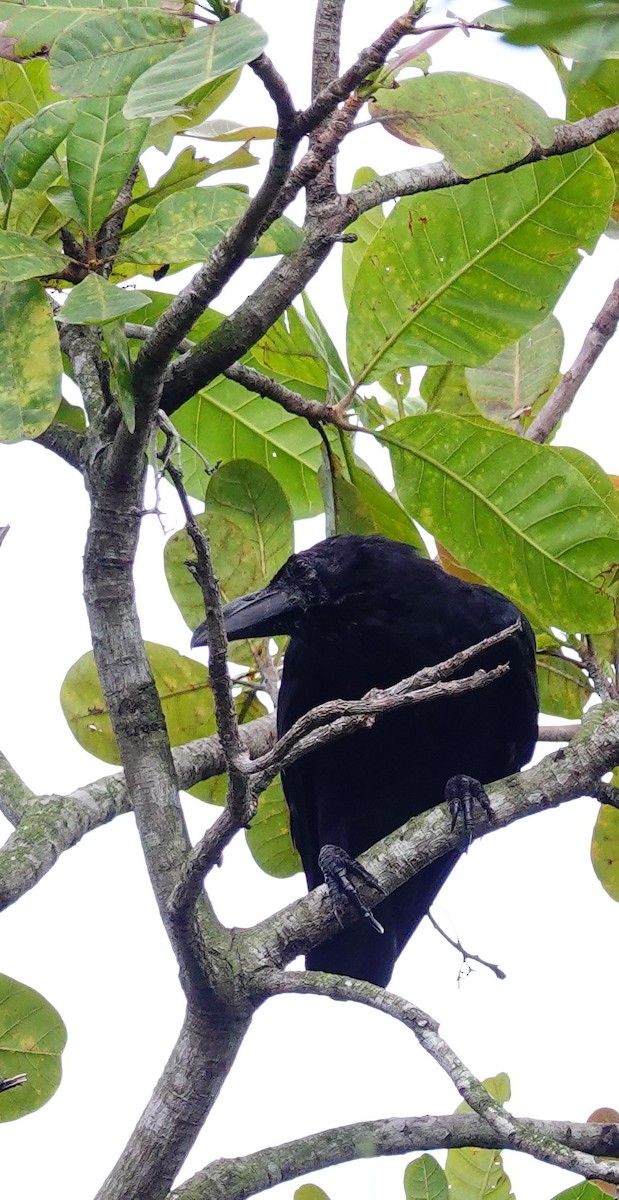 Large-billed Crow - ML646891955