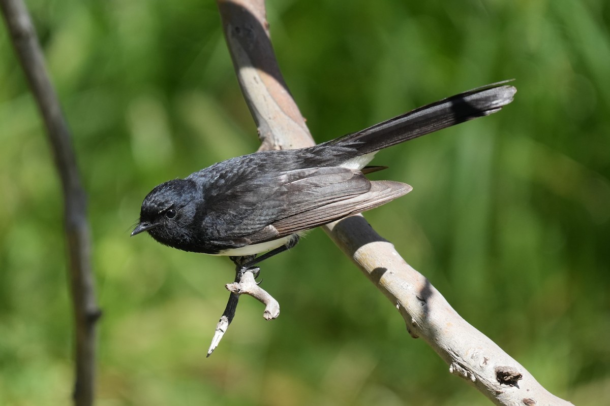 Willie-wagtail - ML646891957