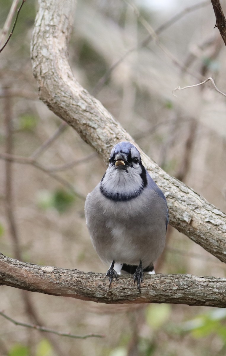 Blue Jay - ML646891959
