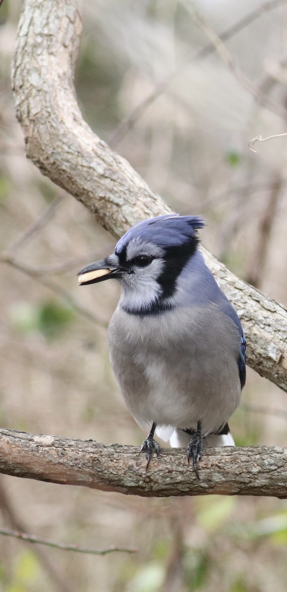 Blue Jay - ML646891960
