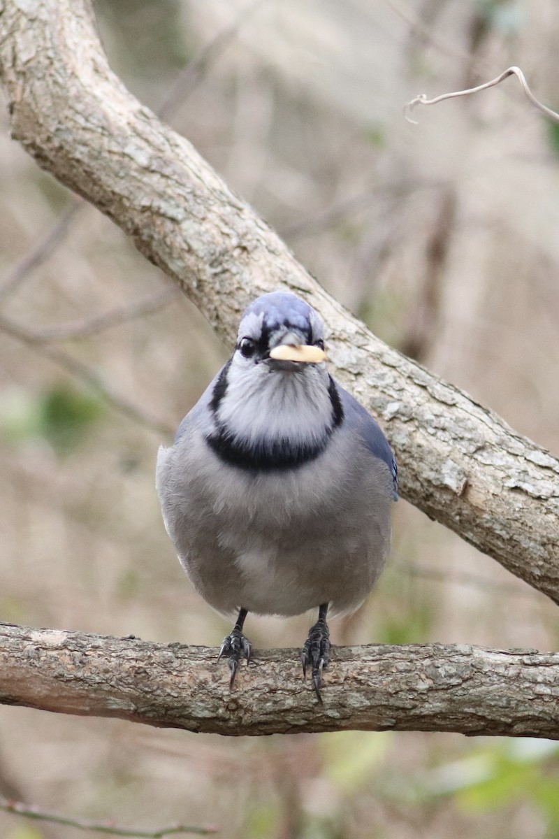 Blue Jay - ML646891961