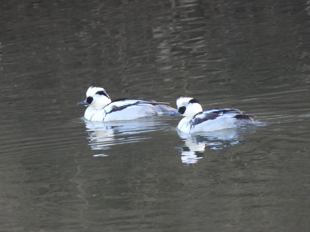 Smew - ML646891962