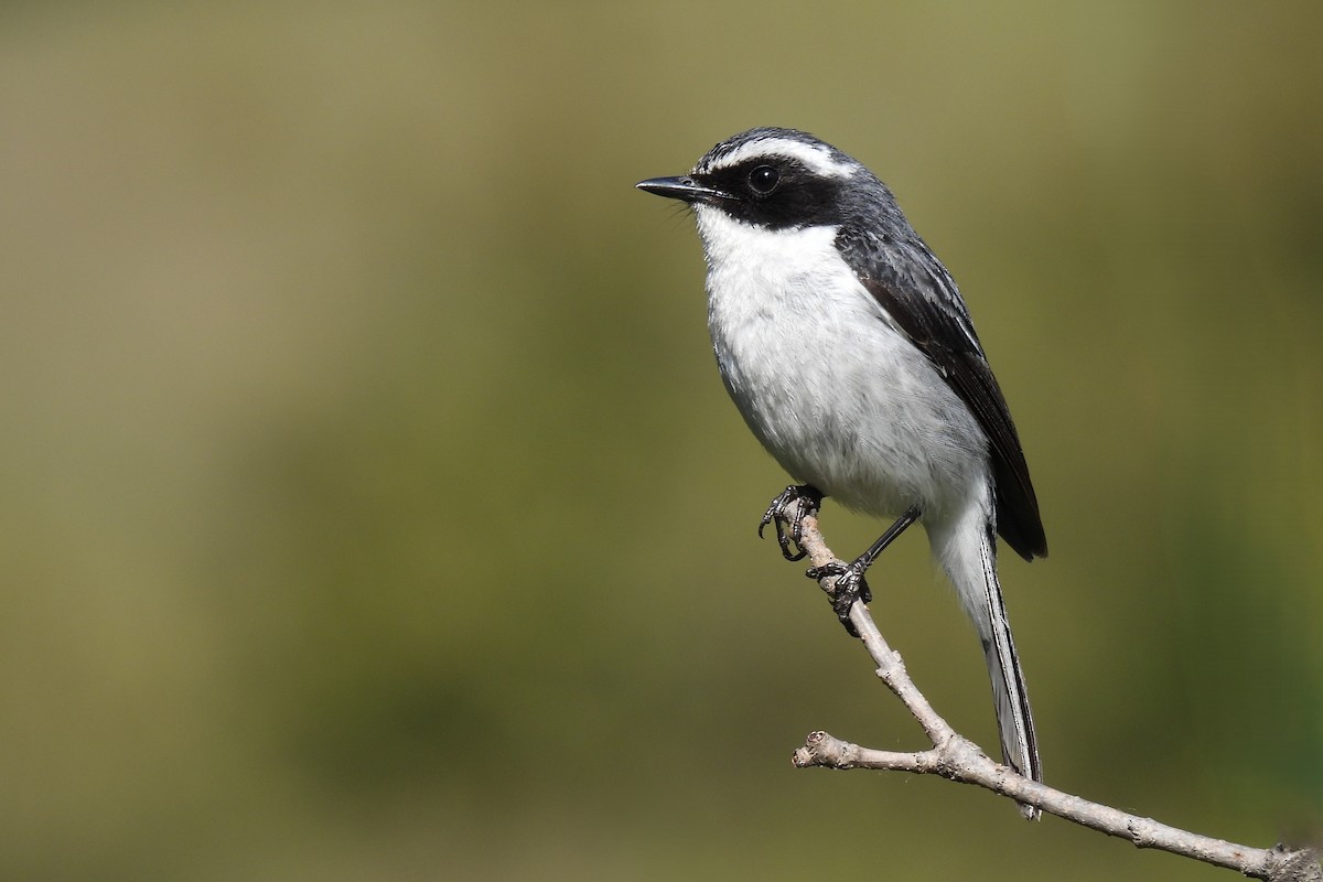 ヤマザキヒタキ - ML646891973