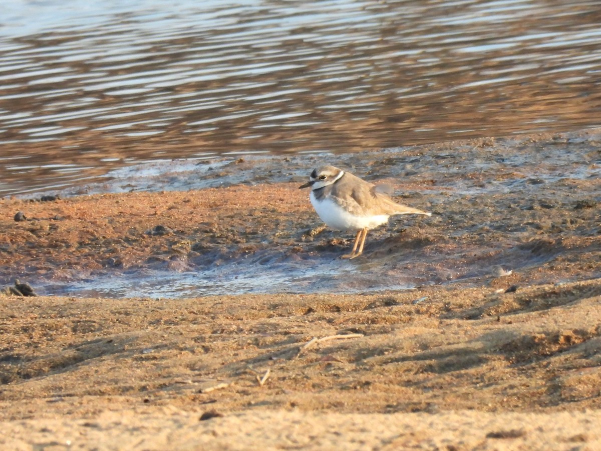 Long-billed Plover - ML646891977