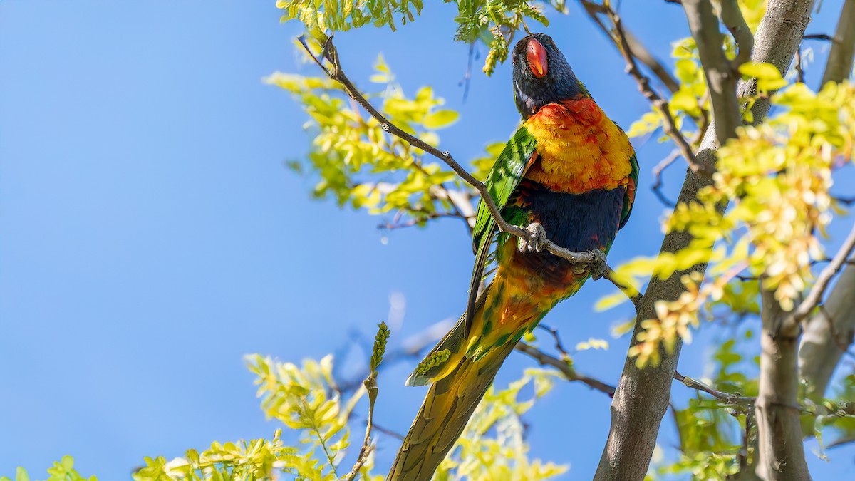 Радужный лорикет - ML646891983