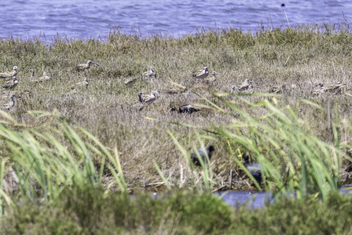 Beltzaran musuzuria - ML646891986