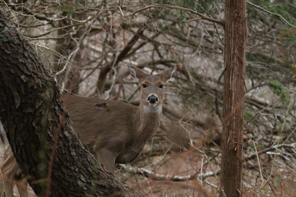 Animals - ML646891988