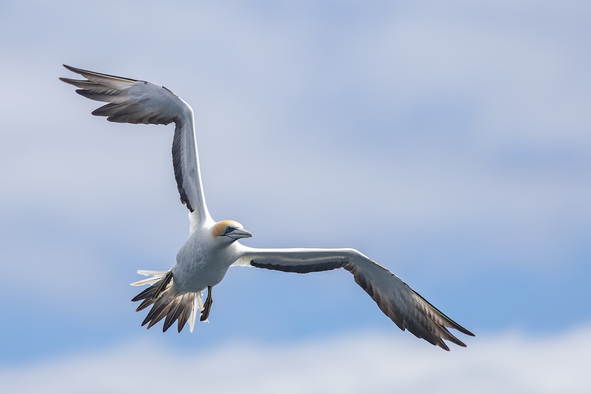 Australasian Gannet - ML646891990