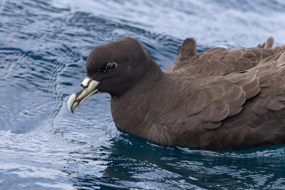 Pardela Gorjiblanca - ML646891992