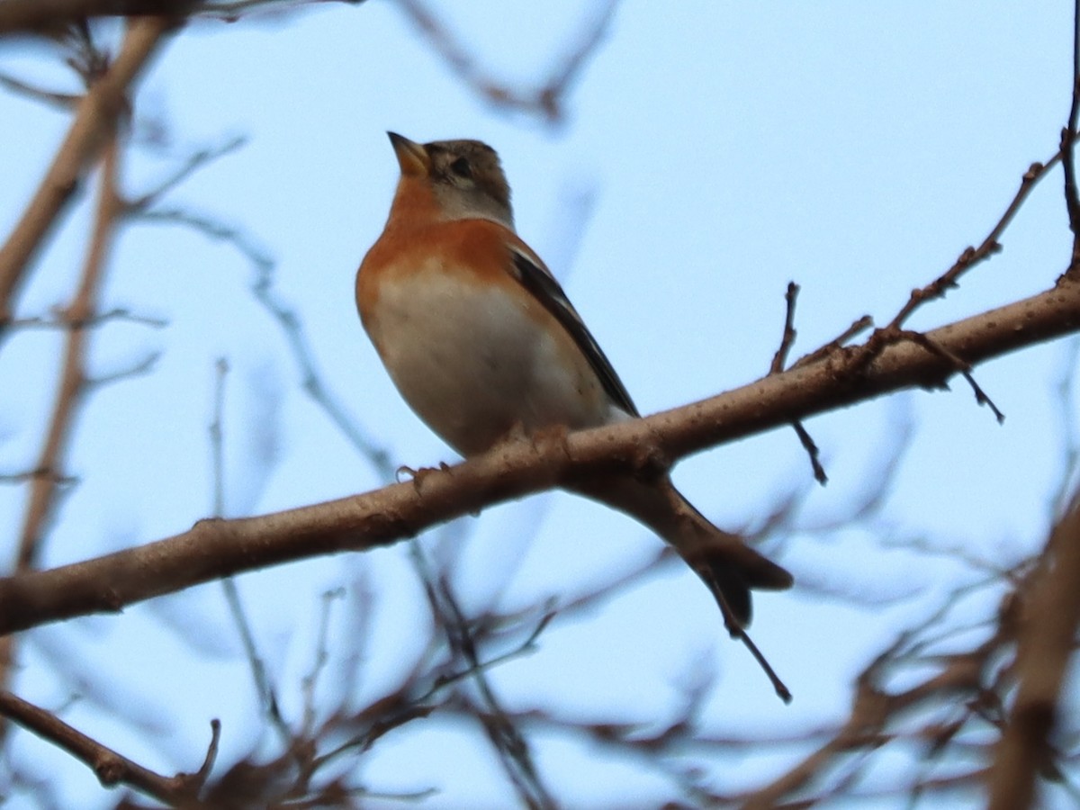 Brambling - ML646891993