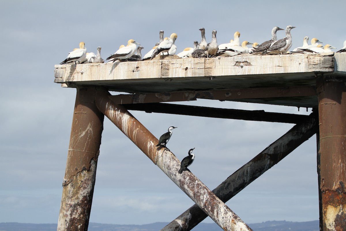Австралийская олуша - ML646891994