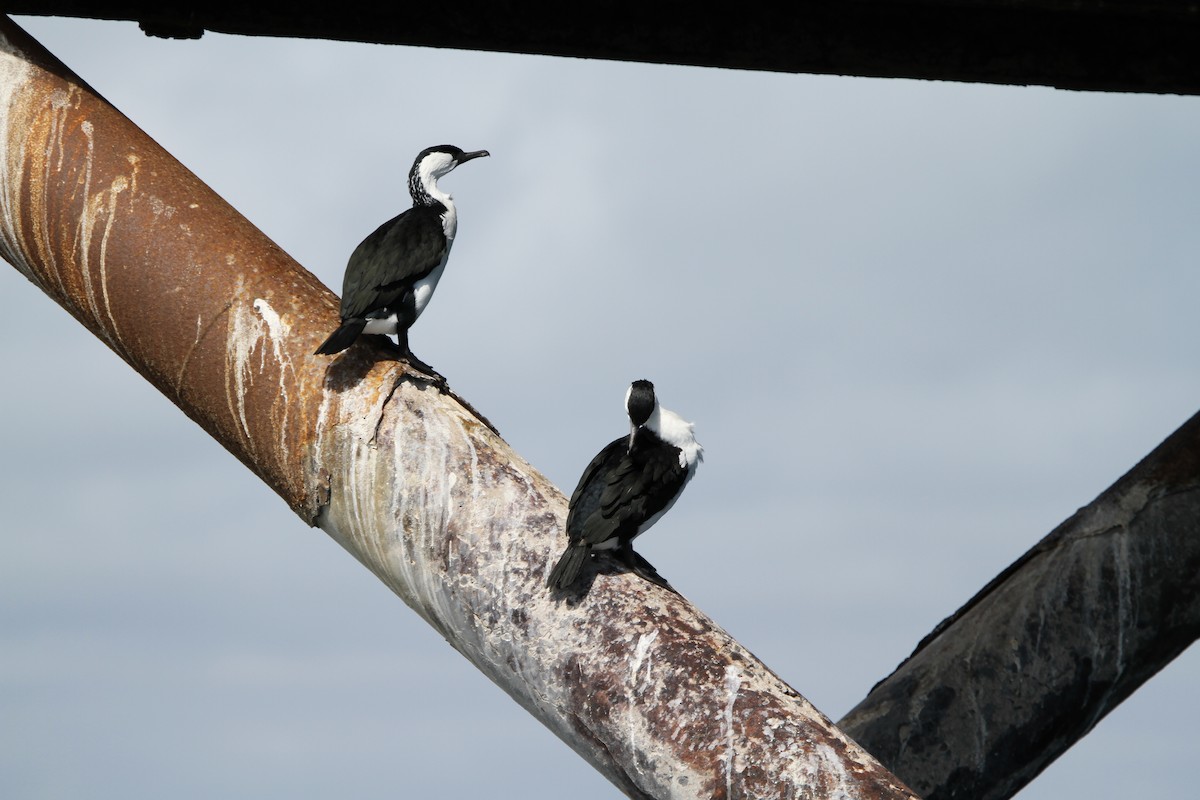 Чернолицый баклан - ML646892004