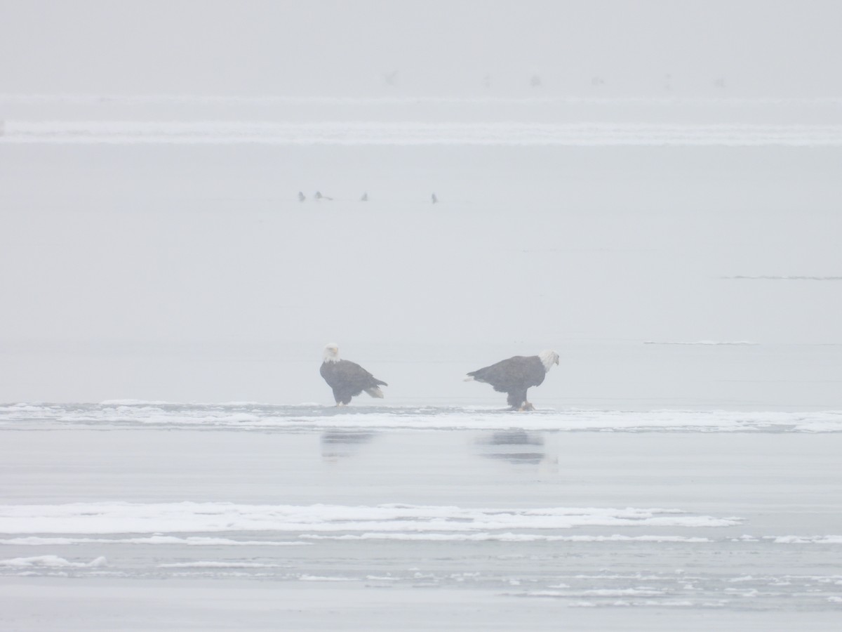 Орлан білоголовий - ML646892007