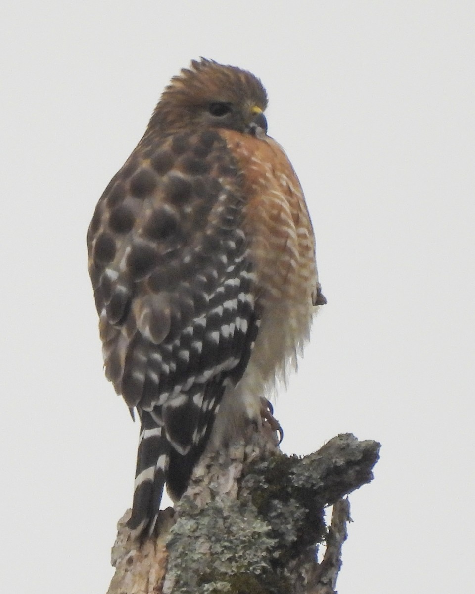 カタアカノスリ - ML646892013