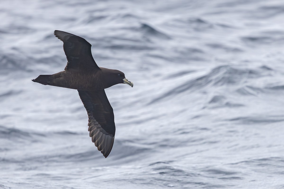 Pardela Gorjiblanca - ML646892014