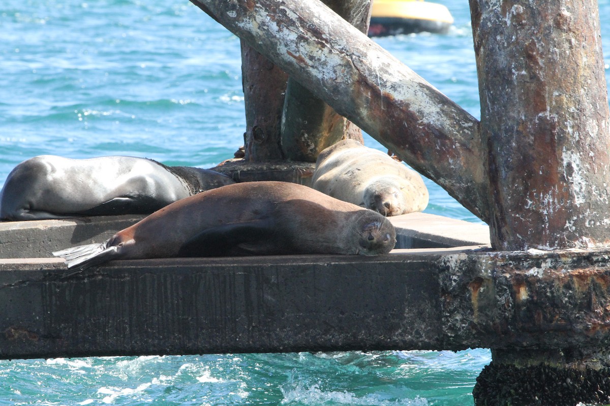 Australian Fur Seal - ML646892019