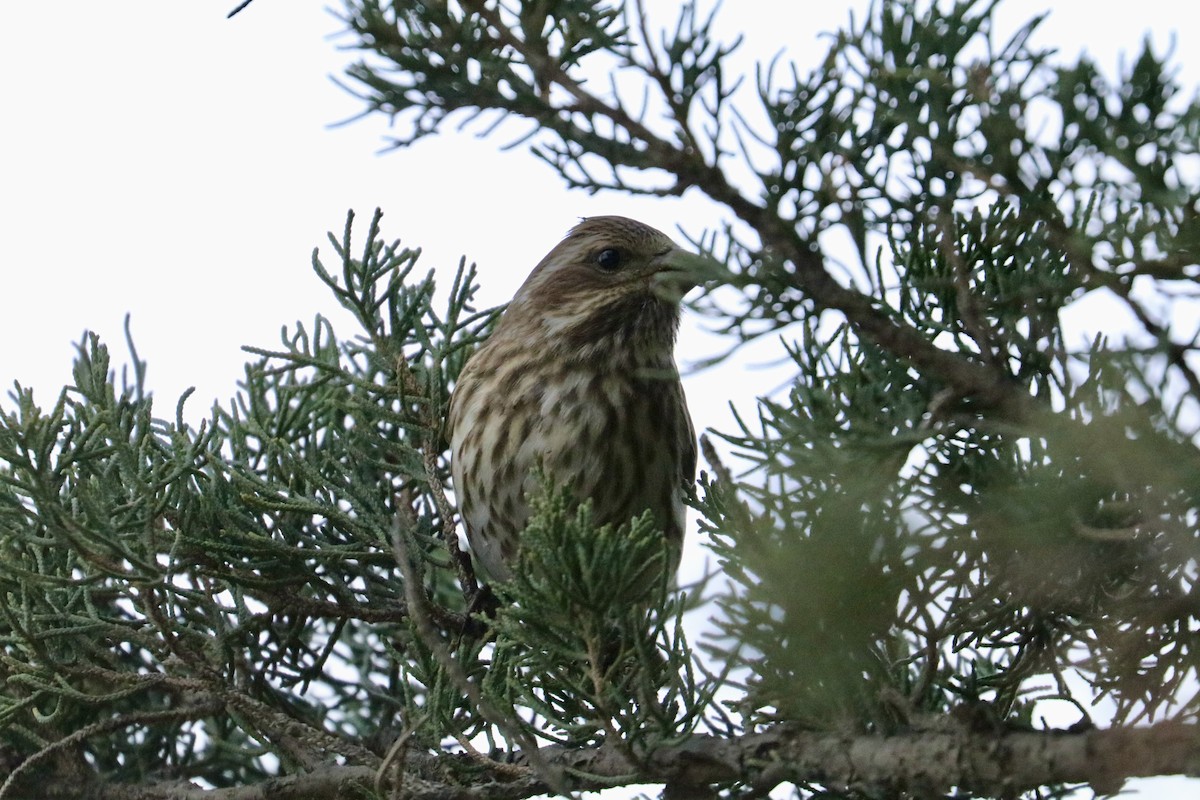 Purple Finch - ML646892025