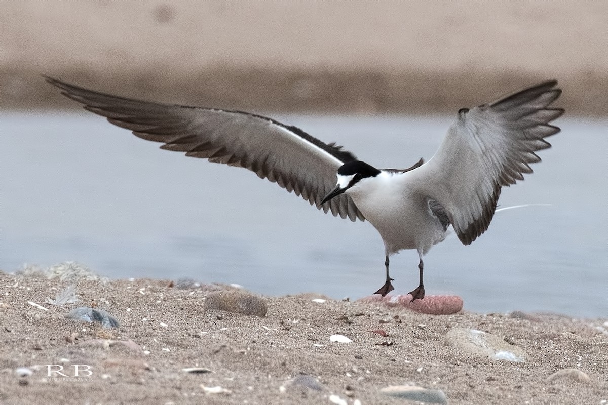 Sooty Tern - ML646892037