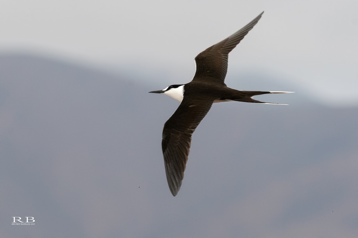 Sooty Tern - ML646892038