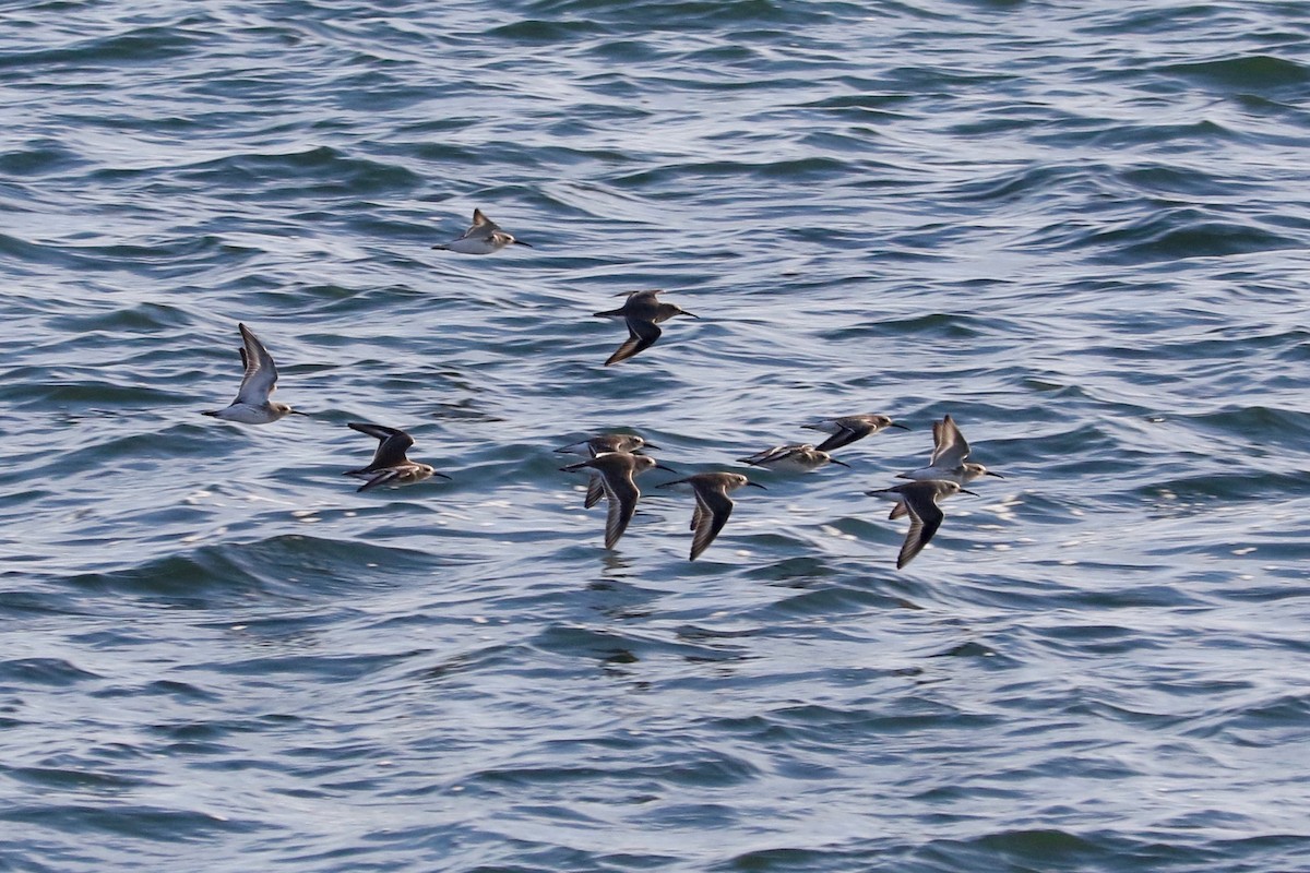חופית אלפינית - ML646892047