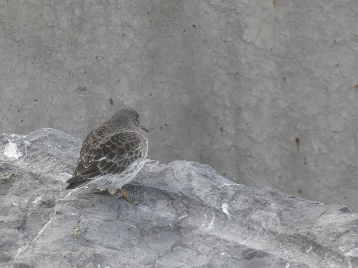 Purple Sandpiper - ML646892050