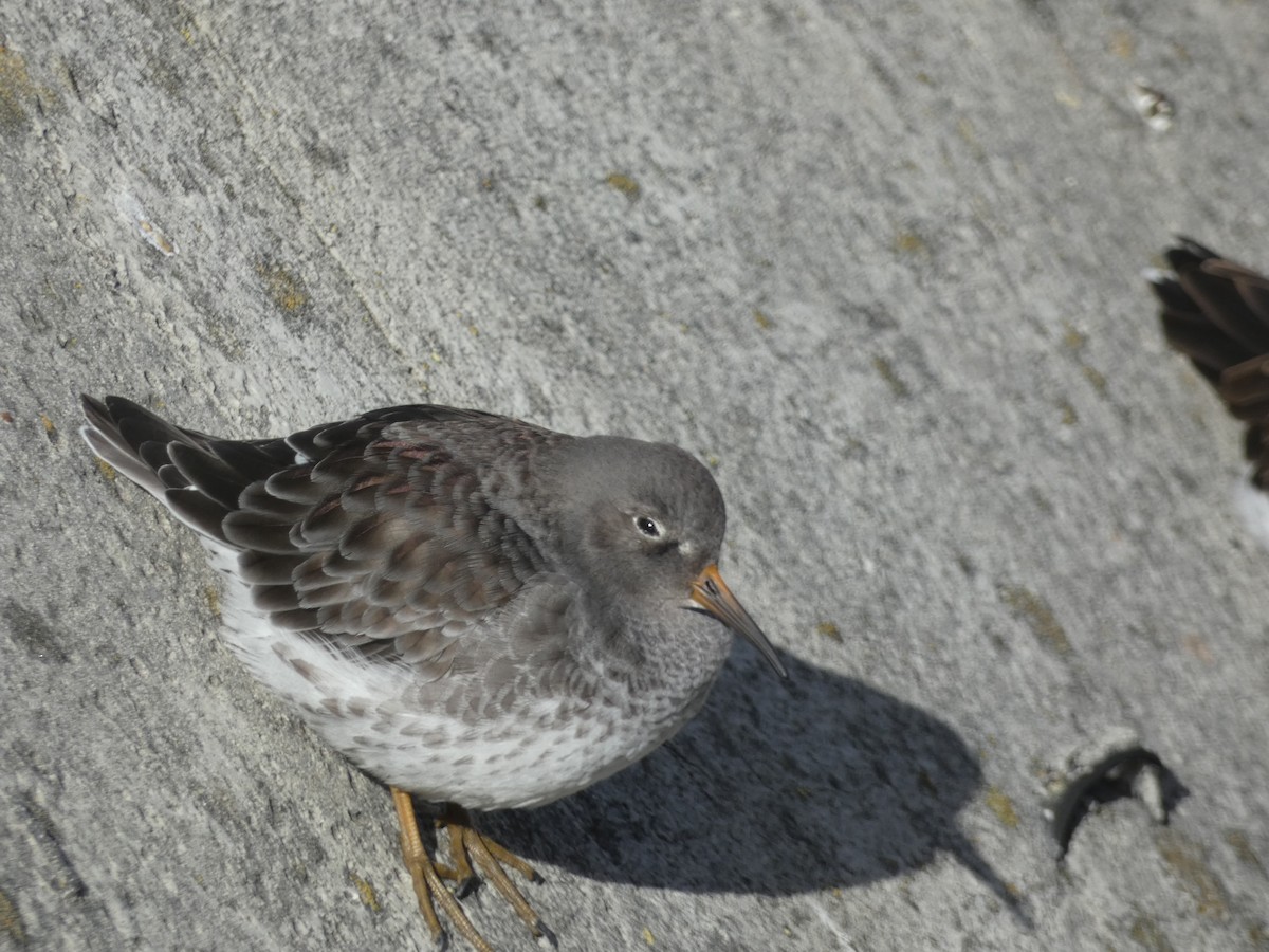 Purple Sandpiper - ML646892054