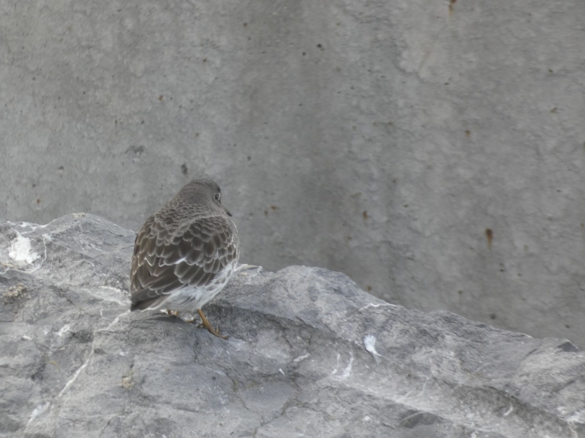 Purple Sandpiper - ML646892056