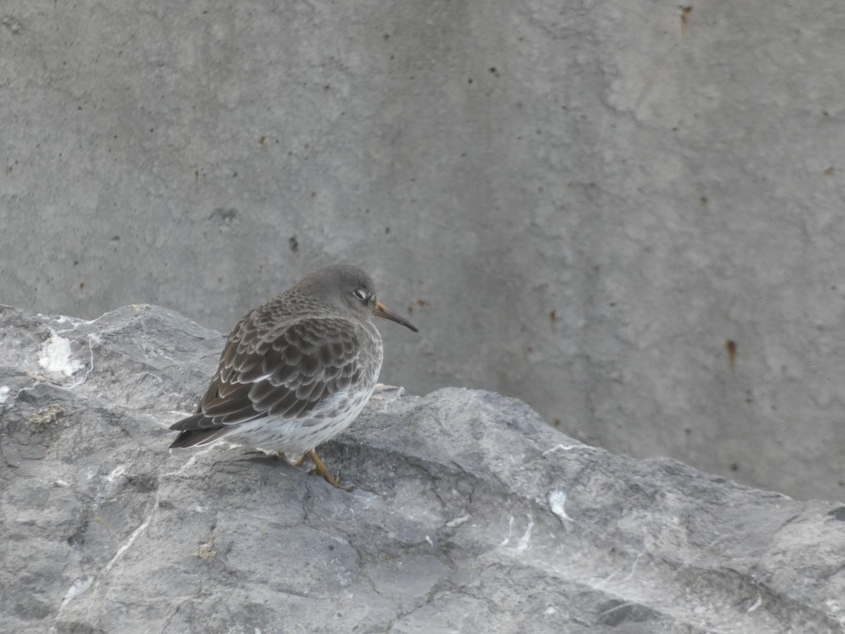 Purple Sandpiper - ML646892057