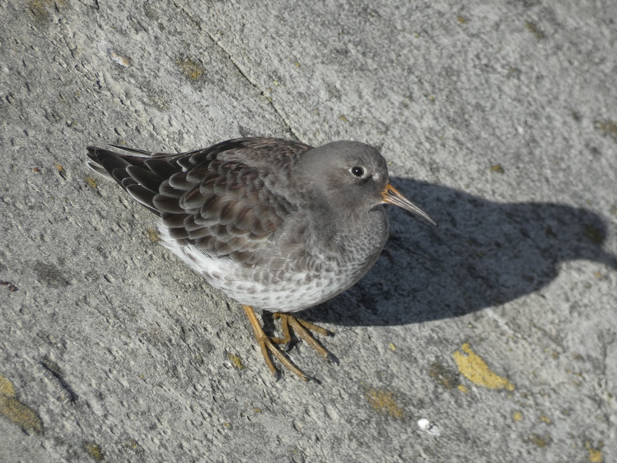 Purple Sandpiper - ML646892059