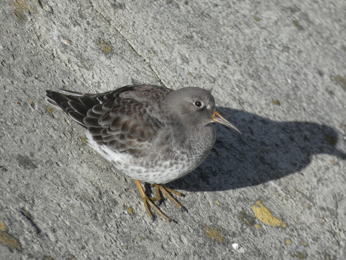 Purple Sandpiper - ML646892060
