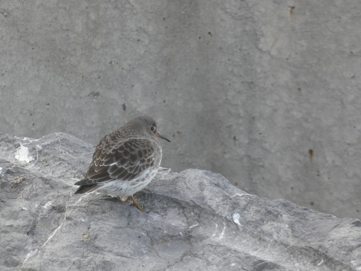 Purple Sandpiper - ML646892061
