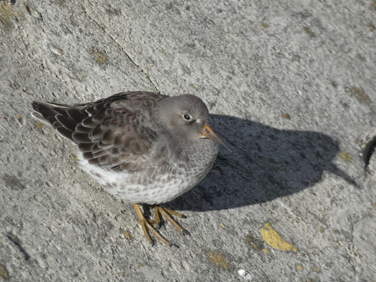 Purple Sandpiper - ML646892062