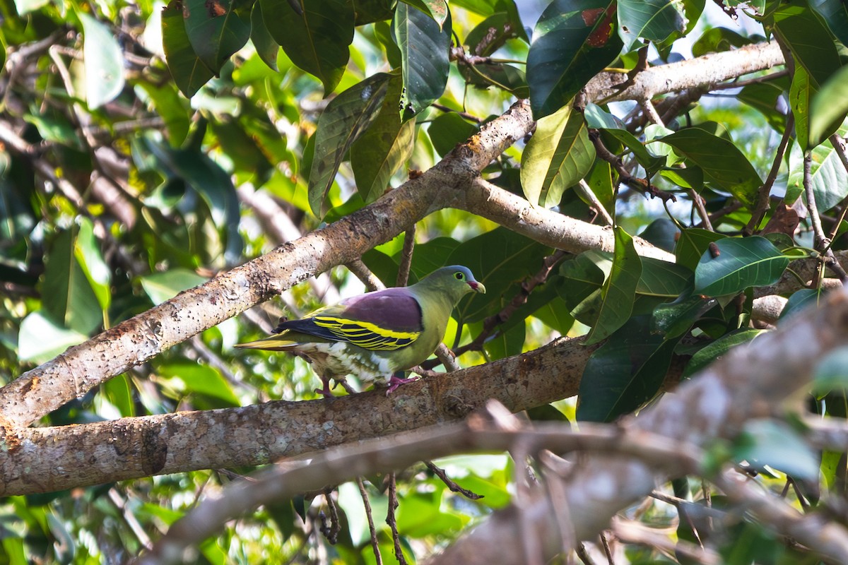 Вінаго індокитайський - ML646892065