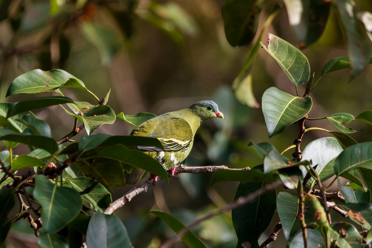 Вінаго індокитайський - ML646892066