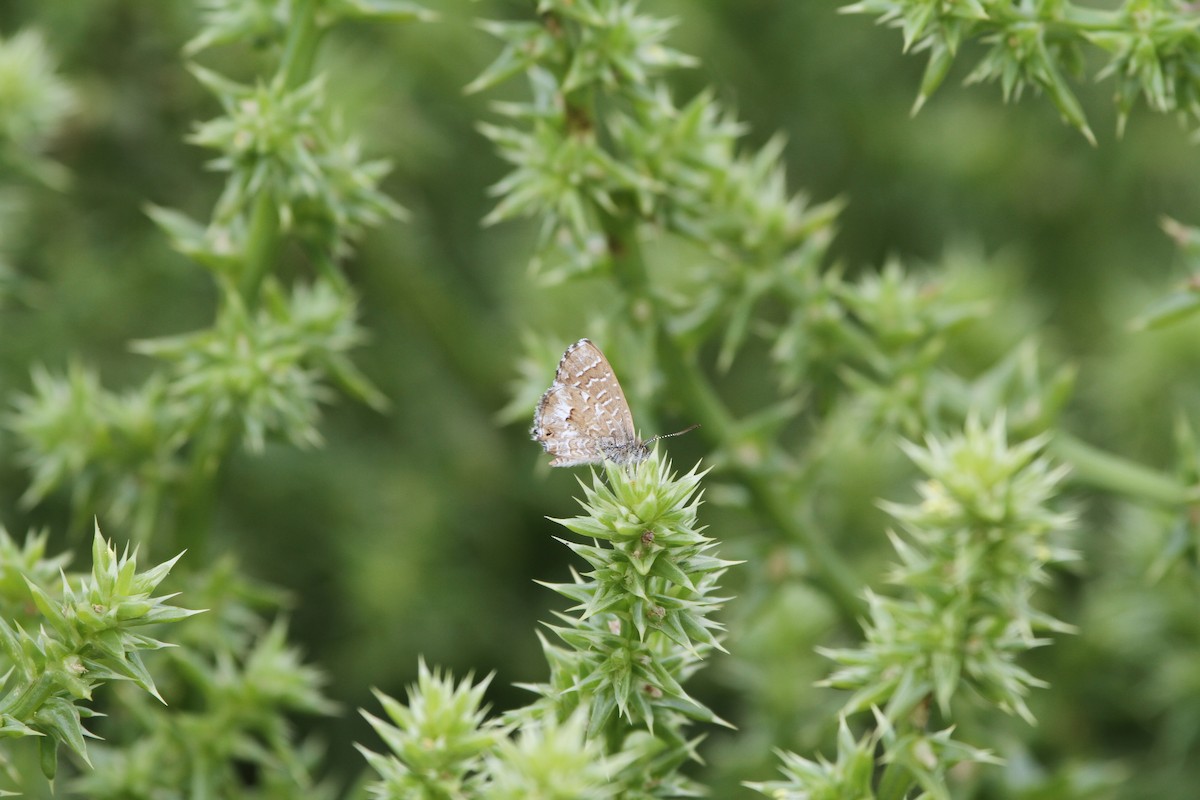 Saltbush Blue - ML646892079